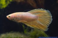 Betta splendens,Siamesischer Kampffisch,Siamese fighter