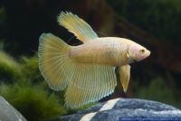 Betta splendens,Siamesischer Kampffisch,Siamese fighter