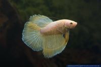 Betta splendens,Siamesischer Kampffisch,Siamese fighter