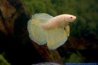 Betta splendens,Siamesischer Kampffisch,Siamese fighter