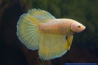 Betta splendens,Siamesischer Kampffisch,Siamese fighter