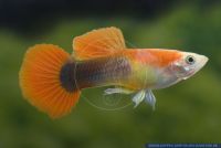 Poecilia reticulata TUXEDO BLONDE RED,Guppy,Guppy