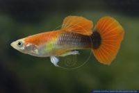 Poecilia reticulata TUXEDO BLONDE RED,Guppy,Guppy