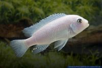 Pseudotropheus callainos White,Kobalt Zebra, Malawi cichlid