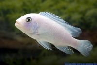 Pseudotropheus callainos White,Kobalt Zebra, Malawi cichlid