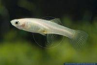 Poecilia wingei "Gold",Endlers Guppy,Dovermolly