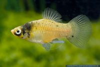 Xiphophorus maculatus Bumble Bee,Spiegel Platy,Maculatus-Platy