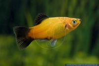 Xiphophorus maculatus Deutschlandplaty,Spiegel Platy,Maculatus-Platy