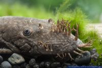 Ancistrus dolichopterus,Blauer Antennenwels,Bristlemouth catfish