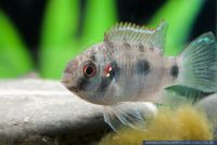 Anomalochromis thomasi,Afrikanischer Schmetterlingsbuntbarsch,African Butterfly Cichlid