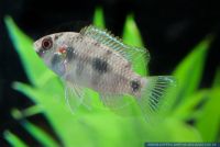 Anomalochromis thomasi,Afrikanischer Schmetterlingsbuntbarsch,African Butterfly Cichlid