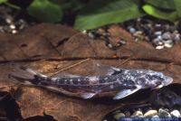 Chiloglanis somereni, Migori - Stromschnellenwels, Migori rapid catfish, West-Kenia: Migori-River, A21846 