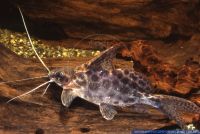 Synodontis alberti, Alberts Synodontis, Albert's Synodontis; Spotted African catfish, Congo,Kinshasa,Ubunghi-Banziville,Katanga: Lukulu-River, A84060 