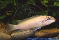A18726, Chalinochromis brichardi "YELLOW"  
