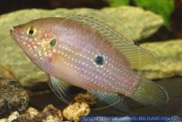 A36111, Hemichromis cristatus cf., Topred Juwel-Cichlide, Topred Juwel-Cichlid 