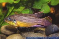 A55312, Pelvicachromis humilis "KENEMA", Rotsaum-Pelvicachromis, Redseam-Pelvicachromis 