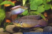 A55370, Pelvicachromis taeniatus "KIENKE", Smaragd-Prachtbarsch; Streifenprachtbarsch, Striped African dwarf Cichlid 