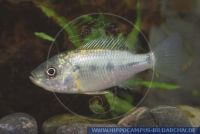 A80786, Sarotherodon linellii, Blaulippen-Tilapia, Bluelipp-Tilapia 