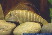 A31250, Eretmodus cyanostictus, Tanganjika-Clown Cichlide; Gestreifter Grundelbuntbarsch, Striped Goby Cichlid 