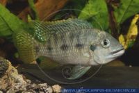 Tilapia guineensis, Guinea-Buntbarsch, Guinas-Tilapia 