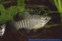 N13055, Adinia multifasciata, Diamantkärpfling, Diamond Killifish, S-USA: Texas - W-Florida 