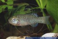 E15055, Aphanius iberus, Spanienkaerpfling, Spanish Killifish; Spanish Minnow, Cartagena, Spain, W 