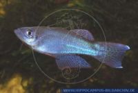 Procatopus aberrans, Blaugruener Leuchtaugenfisch, Blue-Green Procatopus, Aquarienstamm/Aquarium sstrain, Cameroon, B, A74020 