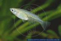 Oryzias celebensis, Celebes-Reiskaerpfling, Celebes Medaka, Celebes Ricefish; Blue eye, Sulawesi(Celebes), W, X68978 