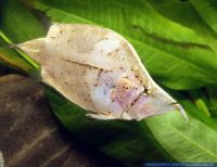 Monocirrhus polyacanthus, Southamerikanischer Blattfisch, South American leaf fish, Amazonas-area,Peru; in langs.fl.Baechen + stehenden Gewaessern, W, S52755 