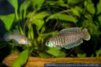 Austrolebias
alexandri,
Alexanders FŠcherfisch,
AlexanderÕs Pearlfish,
Gualeguaychu, province of Entre Rios, Argentina; B,
S27618
