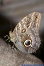 Caligo memnon,Eulenfalter,Owl Butterfly