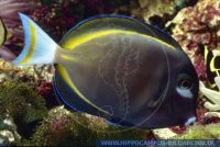 MDOGL0132 Acanthurus nigricans<br>