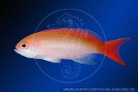 MFBFT0010 Pseudanthias bicolor<br>