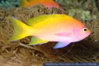 MFBFT0012 Pseudanthias bimaculatus<br>