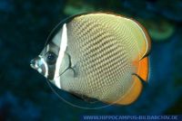 MFFFT0096 Chaetodon collare<br>