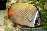 MFFFT0097 Chaetodon collare<br>