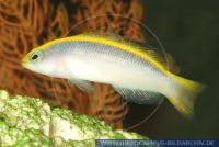 MZBFT0019 Pseudochromis flavivertex<br>