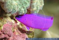 MZBFT0023 Pseudochromis fridmani<br>