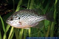 N58045_1 Lepomis gibbosus<br>