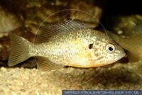 N58045_2 Lepomis gibbosus<br>