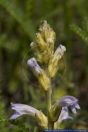 Orobanche purpurea,Purpur-Sommerwurz,Yarrow Broomrape