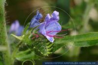 Echium vulgare Blauer Natternkopf Viper's Bugloss 