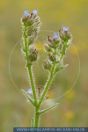 Anchusa arvensis		 Wolfsauge, Acker-Krummhals	 Small bugloss