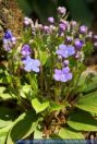 Omphalodes spec. Gedenkemein, Nabelnüsschen	 Blue-eyed Mary, Creeping Forget-Me-Not