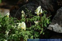 Pseudofumaria alba , Blassgelber Lerchensporn, Fumewort 
