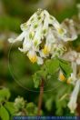 Pseudofumaria alba , Blassgelber Lerchensporn, Fumewort 