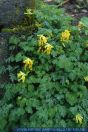 Pseudofumaria lutea, Gelber Lerchensporn, Yellow corydalis Rock fumewort 