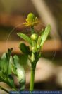 Ranunculus sceleratus,
Gifthahnenfu§,
Celery-Leaved Buttercup
