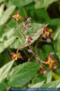 Clematis recta, Aufrechte Waldrebe, Ground clematis 