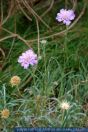 Scabiosa graminifolia